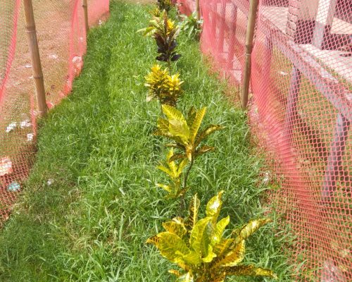 Young plants protected with care as they begin to grow